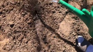 Посадка огурцов в открытый грунт.Май 2020