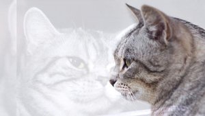 Американская короткошёрстная кошка Плюсы и минусы, Цена, Как выбрать, Факты