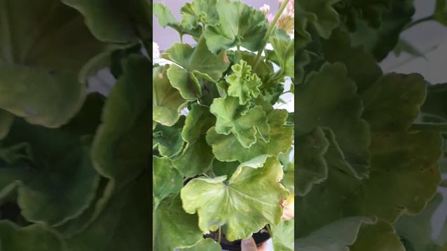 сравнение та леди винтер и ив столбовая дворянка ( по просьбе) смотреть онлайн