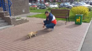 Дрессировка собак -Вельш-корги пемброк Коржик 3 мес  -