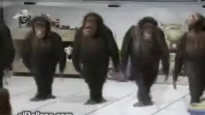 Казакстанский абизяны