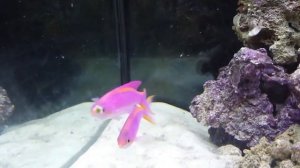 Антиас королевский пурпурный (Антиас-тука) Самка.mp4