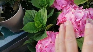 Гортензия любит кефир.