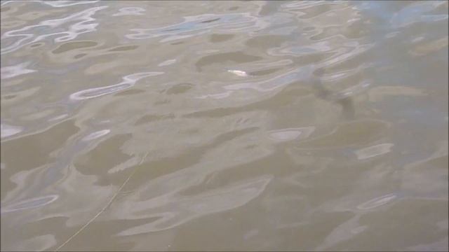 Jerkbait Soft Tails Palych Custom смотреть онлайн