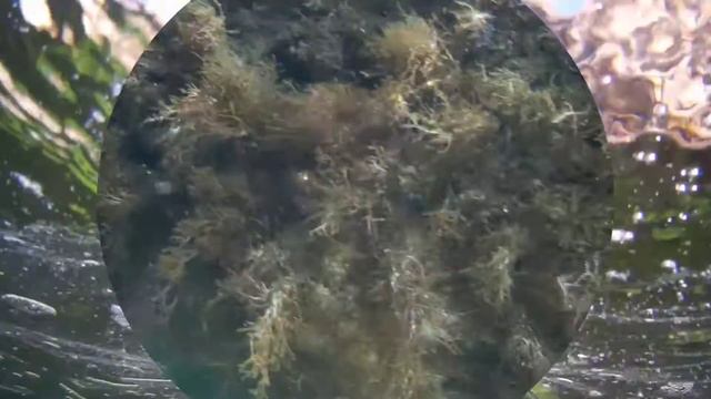 Межводное Крым  Купание в теплом море2022