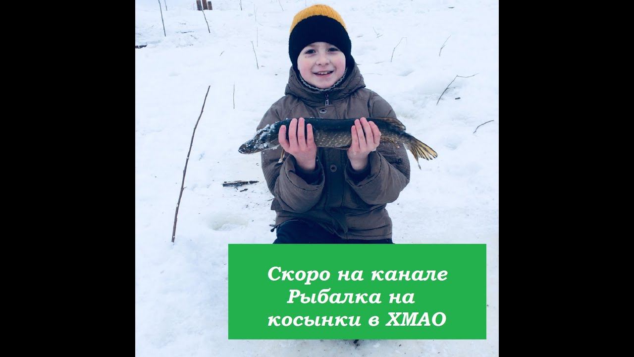 ЗИМНЯЯ РЫБАЛКА НА КОСЫНКИ В ХМАО НА ТАЕЖКОЙ РЕЧКЕ. смотреть онлайн