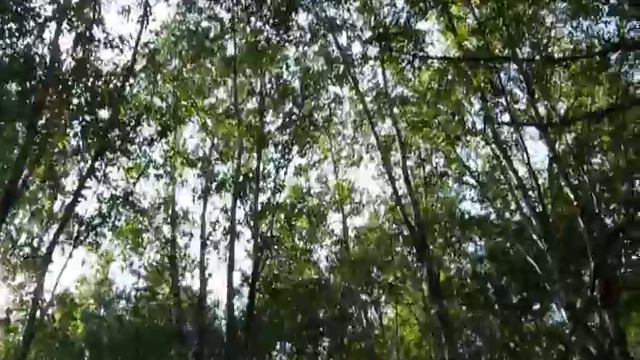 Отчего так в России березы шумят?