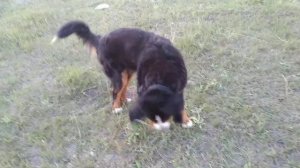 БЕРН и ЛАЙМА.                Бернский зенненхунд