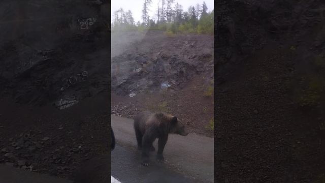 Сафари по трассе Лидога - Ванино. Медведь вышел на трассу попрошайничать))) смотреть онлайн