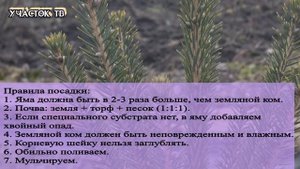 Правила Посадки и Пересадки Хвойных Растений