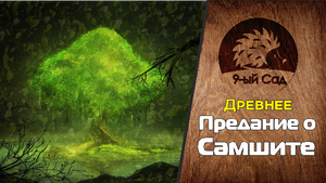 Древнее предание о самшите - Самшит - 9-ый сад