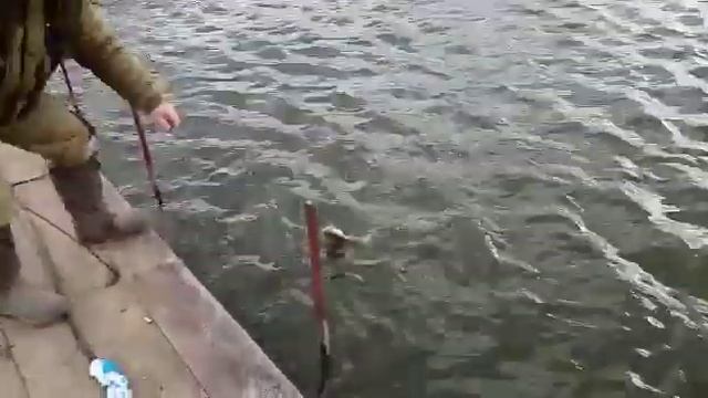 Поимка щуки в КРХ Парамоново смотреть онлайн