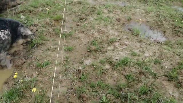 Вы спрашивали как использовать крепления для электропастуха