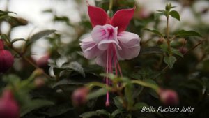 Bella Fuchsia Julia - Garden Plant with Flowers all summer long!