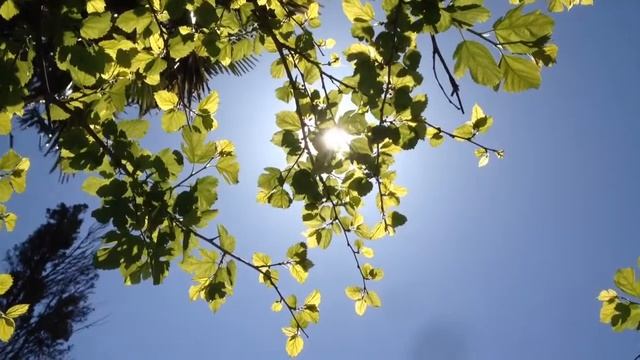 Лучи солнца сквозь весеннюю листву смотреть онлайн