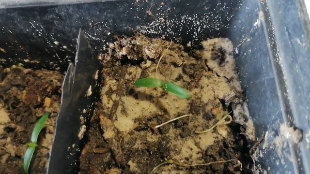 Выращивание ФЕЙХОА из семян смотреть онлайн