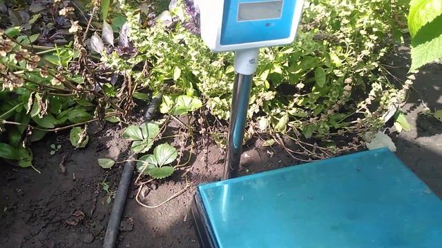 Персик Роял Джим, Royal Jim, 16.09.2022. смотреть онлайн