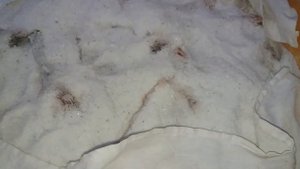 Холодное копчение карпа в домашних условиях.