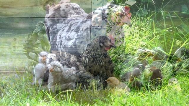 Наседка и цыплята ? Кудахчет курица-наседка, пищат цыплята смотреть онлайн