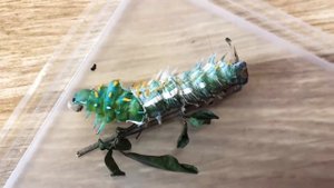 Гусеница линяет в домашних условиях. Attacus atlas / Павлиноглазка атлас / Аттакус Атлас