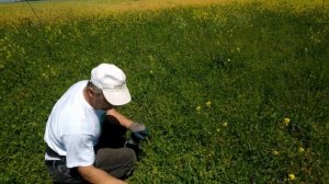 Первый покос посеянных трав, самый важный, 3 варианта