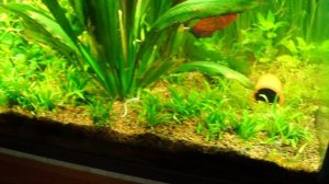 эхинодорус нежный...