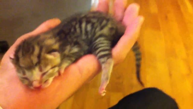 Это мой котенок Ретвит, он родился пару дней назад смотреть онлайн