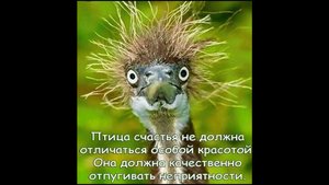 Птица счастья завтрашнего дня