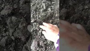 Начала всходить картошка, посадили тыкву, а в награду вкусный пирог.