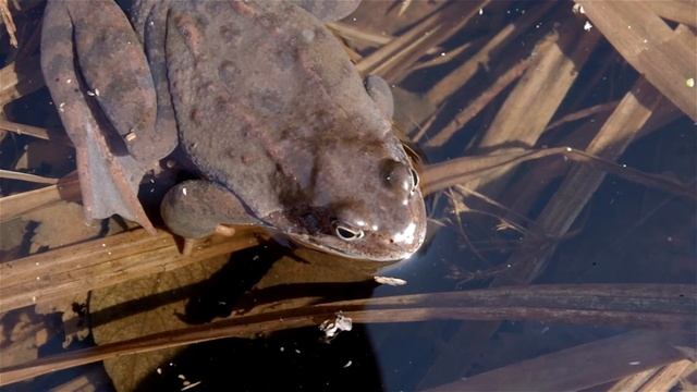 Травяная лягушка Брачный период смотреть онлайн