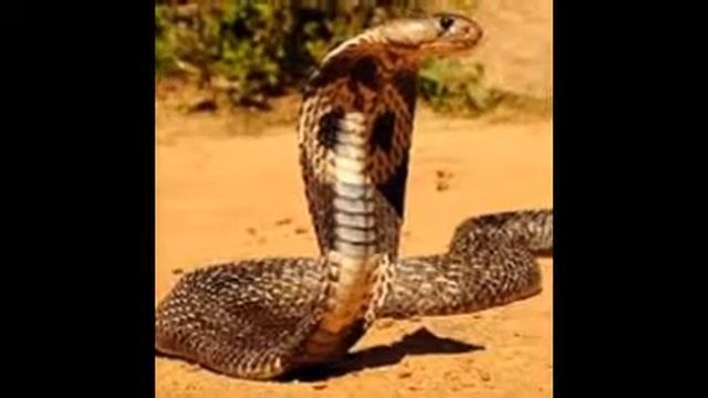 anagonda ana king kobra sanake photo смотреть онлайн