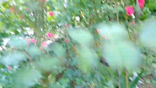 Наша дача. Роза расцвела. смотреть онлайн