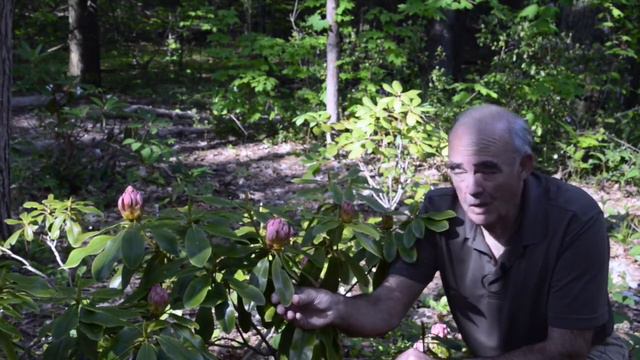 Lesson 8 Rhododendrons copy смотреть онлайн