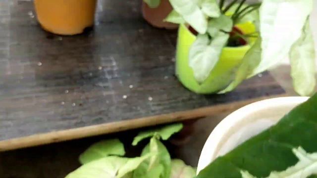 My Syngonium Collection Showcase: Saswati's All in One смотреть онлайн