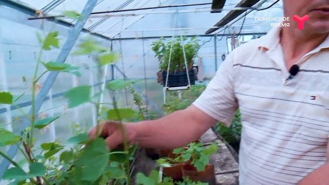 ВИНОГРАДАРЬ ВО ВТОРОМ ПОКОЛЕНИИ