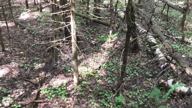 Прогулка по лесу - лучший отдых для души и тела!) смотреть онлайн