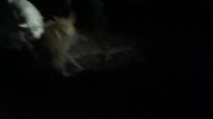 Охота на барсука с лайками. Смертельная схватка