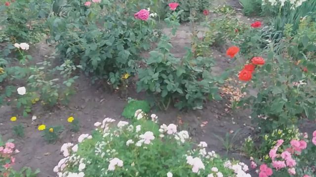 Грунтопокривні троянди Почвопокровные розы смотреть онлайн