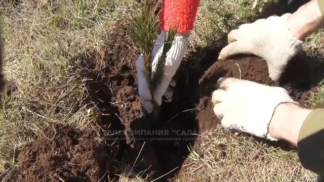 В Салавате высадили "Лес памяти" смотреть онлайн