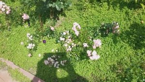 Розы флорибунда и почвопокровные: Анжела,Гартенфройде,Тоскана,Fairy Дойче велле Westerland, Аспирин