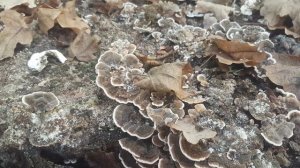 Трутовик разноцветный Траметес разноцветный Trametes versicolor Применение в народной медицине.