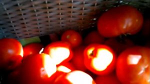 Заготавливаем свои семена томатов на следующий год.