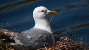 Birdwatching with Tamron 18-300 & Sony ZV-E10