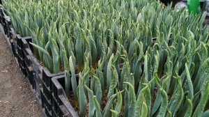 Выгонка тюльпанов к 8 марта. Первый опыт. Серия 3. 20.02.2020