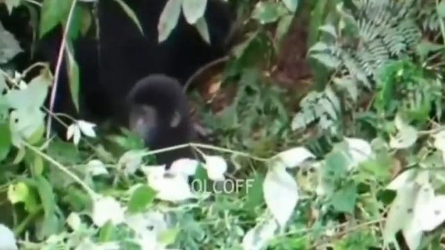 9 минут смеха,приколы над животными смотреть онлайн