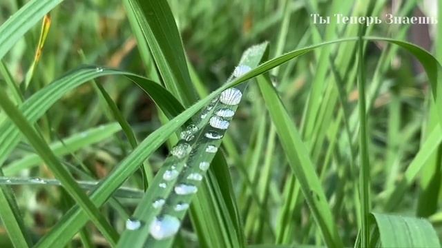 5 Мая народный праздник День Луки. Что нельзя делать. Народные традиции, приметы и суеверия.