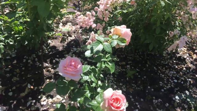 Мои новые Остинки, Афродита и Императрица Фара 25.06.20 смотреть онлайн