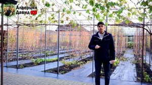 Подготовка кустов винограда к обрезке ?✂️