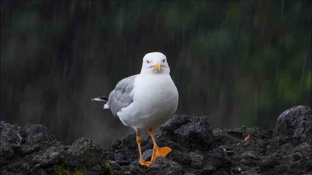 Грищук Сергей - «МОЯ ПЕЧАЛЬ» (1080p) смотреть онлайн