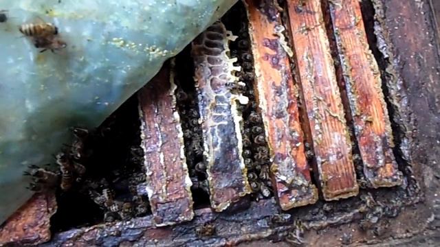 Пчелы. 01 февраля 2024 года. Зимняя подкормка пчел. Кормить - не кормить..? смотреть онлайн